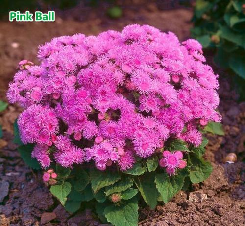 Агератум посадка в грунт и уход за садовым цветком. Подготовка посадочного материала и размножение 02 Агератум посадка в грунт и уход за садовым цветком. Подготовка посадочного материала и размножение 02