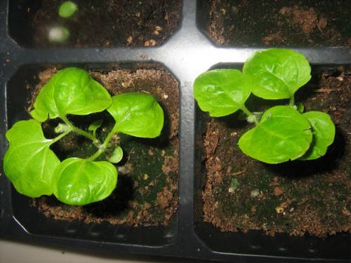 Агератум посадка в грунт и уход за садовым цветком. Подготовка посадочного материала и размножение 09 Агератум посадка в грунт и уход за садовым цветком. Подготовка посадочного материала и размножение 09