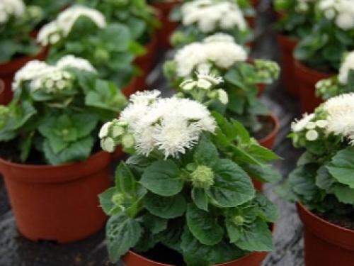 Агератум посадка в грунт и уход за садовым цветком. Подготовка посадочного материала и размножение 16 Агератум посадка в грунт и уход за садовым цветком. Подготовка посадочного материала и размножение 16
