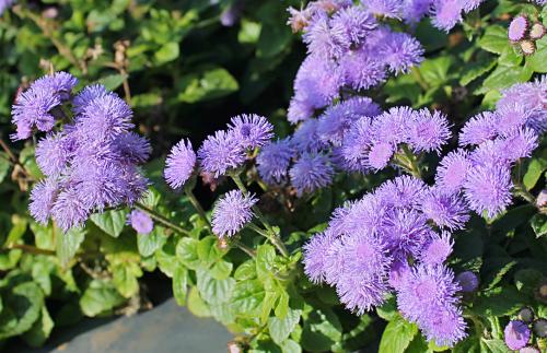 Агератум посадка в грунт и уход за садовым цветком. Подготовка посадочного материала и размножение 06 Агератум посадка в грунт и уход за садовым цветком. Подготовка посадочного материала и размножение 06