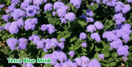 Агератум посадка в грунт и уход за садовым цветком. Подготовка посадочного материала и размножение 03 Агератум посадка в грунт и уход за садовым цветком. Подготовка посадочного материала и размножение 03