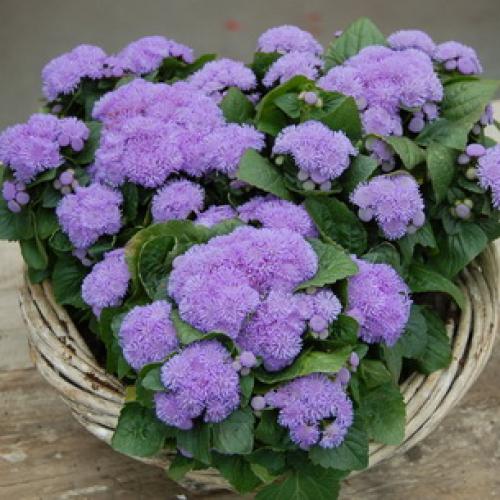 Агератум посадка в грунт и уход за садовым цветком. Подготовка посадочного материала и размножение 24 Агератум посадка в грунт и уход за садовым цветком. Подготовка посадочного материала и размножение 24