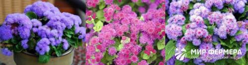 Выращивание рассады мексиканского агератума. Выращивание из семян рассадой 03