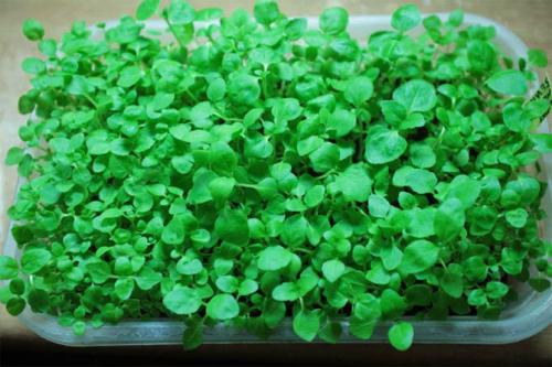 Как выглядят семена агератума. Размножение