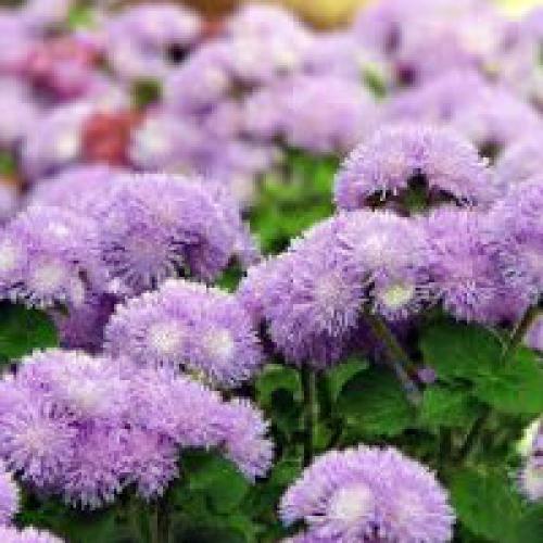 Агератум отношение к влаге. Цветы агератум - все о выращивании и размножении