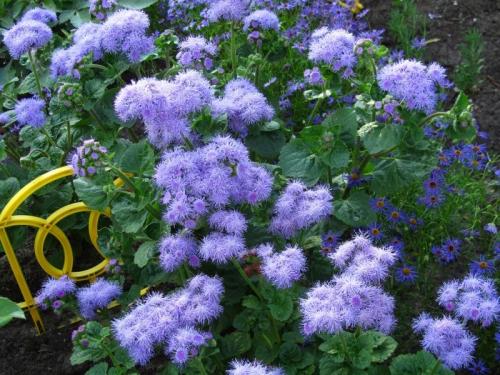 Агератум посадка в грунт и уход за садовым цветком. Подготовка посадочного материала и размножение 08 Агератум посадка в грунт и уход за садовым цветком. Подготовка посадочного материала и размножение 08