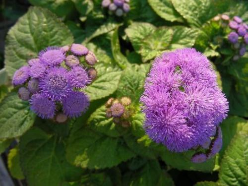 Агератум посадка в грунт и уход за садовым цветком. Подготовка посадочного материала и размножение 19 Агератум посадка в грунт и уход за садовым цветком. Подготовка посадочного материала и размножение 19
