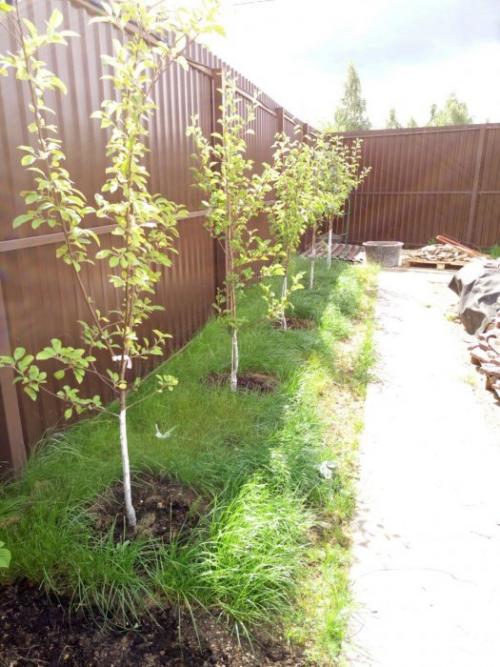 Как посадить на своем участке: полезные советы и рекомендации 07