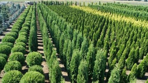 Как посадить на своем участке: полезные советы и рекомендации 02