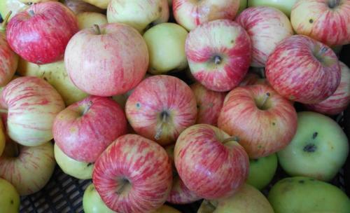 Яблоня Конфетное – описание, фото, отзывы о сорте