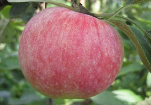 Яблоня Конфетное – описание, фото, отзывы о сорте