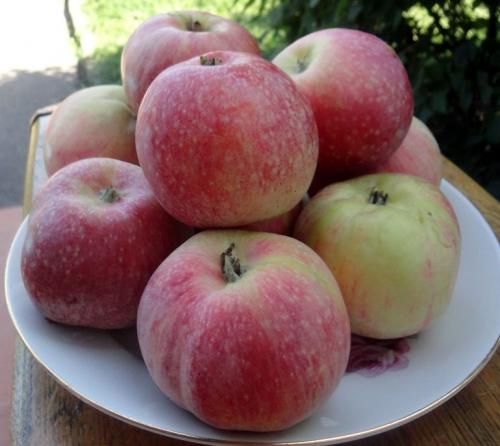 Яблоня Конфетное – описание, фото, отзывы о сорте