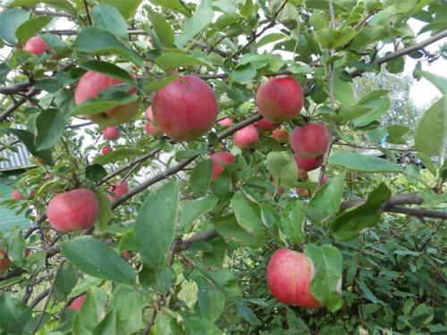Яблоня Конфетное – описание, фото, отзывы о сорте