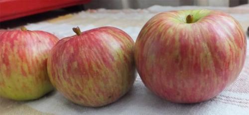 Яблоня Конфетное – описание, фото, отзывы о сорте