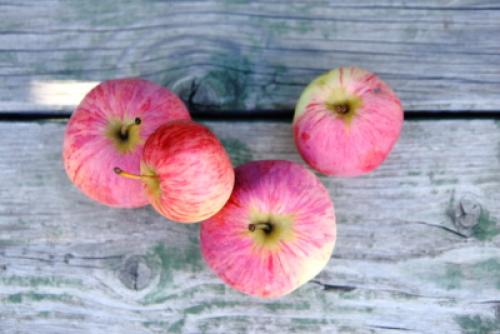 Зимостойкая яблоня Коричное полосатое. Яблоня Коричное полосатое: характеристики 08