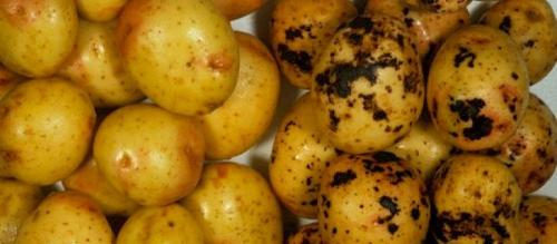 Картофель Гала для жарки. Картофель Гала: характеристика и сравнение сорта с другими в таблицах, отзывы