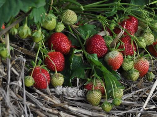 Клубника полька: описание сорта. Клубника сорт Полька: сладкая карамелька в саду