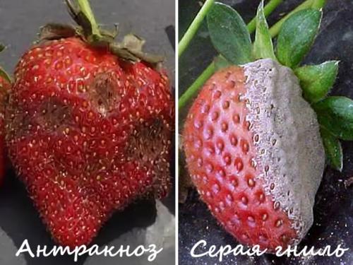 Клубника Азия. Клубника сорт Азия