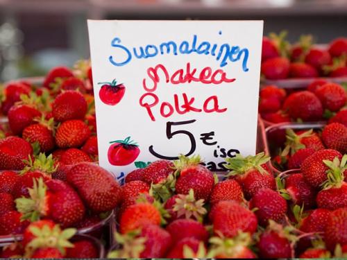 Клубника полька: описание сорта. Клубника сорт Полька: сладкая карамелька в саду