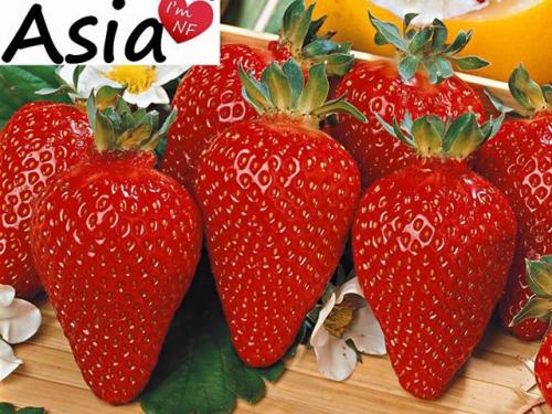 Клубника Азия. Клубника сорт Азия