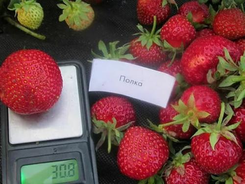 Клубника полька: описание сорта. Клубника сорт Полька: сладкая карамелька в саду