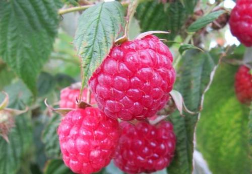 Описание и характеристика клубники сорта полка. Описание и характеристика сорта клубники Полька 01