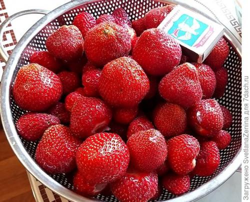 Очень сладкая и ароматная клубника полка. Очень сладкая и ароматная клубника 'Полка'