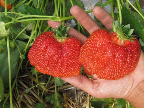 Клубника Азия. Клубника сорт Азия