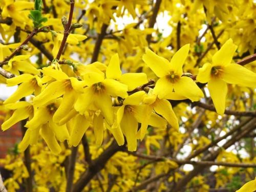 Какие из этих кустов и кустарников наиболее устойчивы к болезням и вредителям. Устойчивы к холоду и вредителям: 10 неприхотливых цветущих кустарников