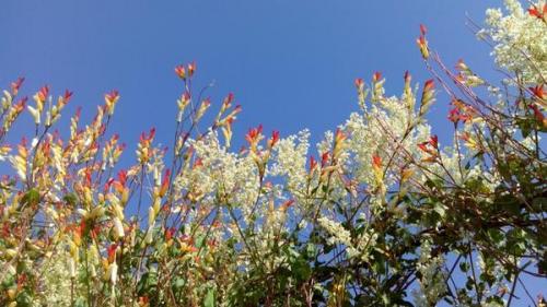 Какие из этих кустов и кустарников наиболее хорошо переносят солнечный свет. Что посадить на солнцепеке: выносливые растения