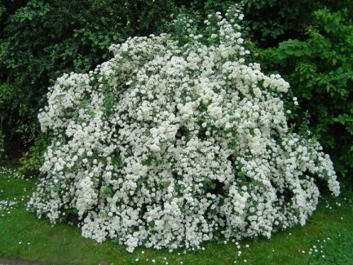 Какие из этих кустов и кустарников наиболее устойчивы к болезням и вредителям. Устойчивы к холоду и вредителям: 10 неприхотливых цветущих кустарников