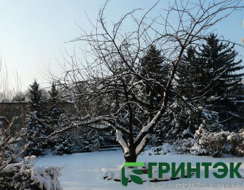 Выбор идеального сорта плодового дерева для вашего сада 04 Выбор идеального сорта плодового дерева для вашего сада 04