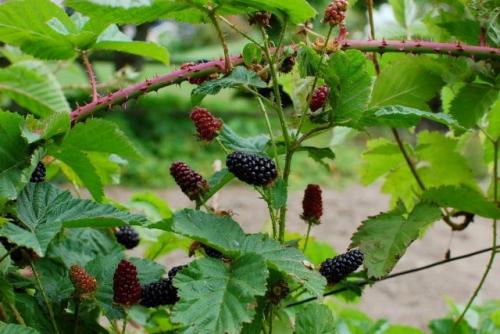 Какие виды ягодных кустов и плодовых кустарников наиболее урожайны. Ягодные кустарники