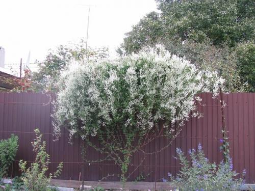 Какие из этих кустов и кустарников наиболее хорошо переносят солнечный свет. Что посадить на солнцепеке: выносливые растения