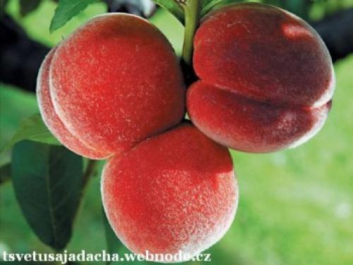 Выбор идеального сорта плодового дерева для вашего сада 06