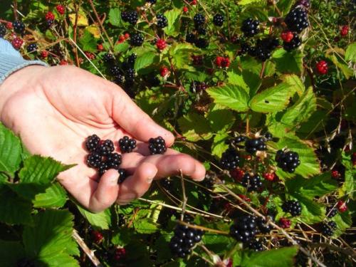 Какие виды ягодных кустов и плодовых кустарников наиболее урожайны. Ягодные кустарники