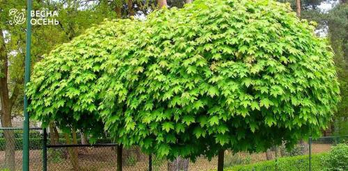 Узнайте о 23 видах ягодных кустов и плодовых кустарников для дачи 21 Узнайте о 23 видах ягодных кустов и плодовых кустарников для дачи 21