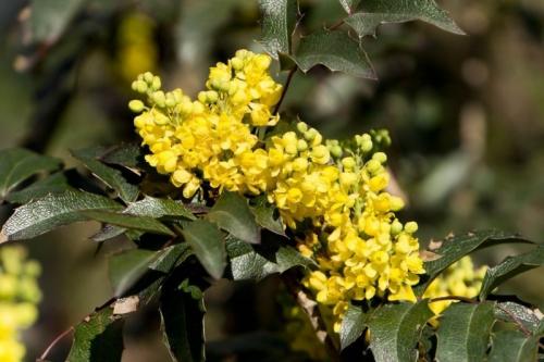 Какие из этих кустов и кустарников наиболее устойчивы к болезням и вредителям. Устойчивы к холоду и вредителям: 10 неприхотливых цветущих кустарников