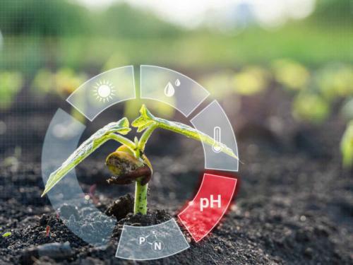 Выбор идеального сорта плодового дерева для вашего сада 11 Выбор идеального сорта плодового дерева для вашего сада 11