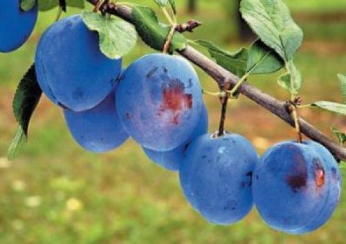 Какие сорта ягодных кустов наиболее хорошо растут в северных регионах России