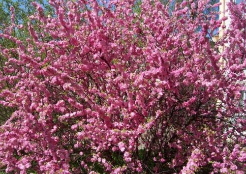 Какие из этих кустов и кустарников наиболее устойчивы к болезням и вредителям. Устойчивы к холоду и вредителям: 10 неприхотливых цветущих кустарников