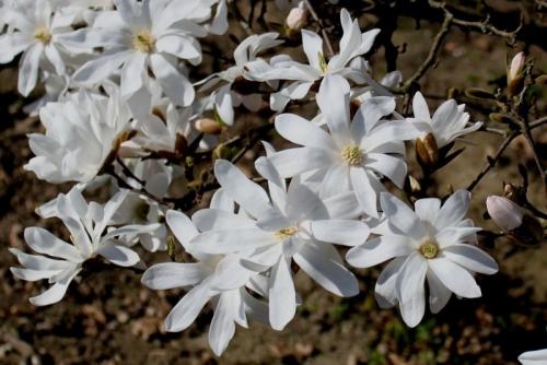 Какие из этих кустов и кустарников наиболее устойчивы к болезням и вредителям. Устойчивы к холоду и вредителям: 10 неприхотливых цветущих кустарников