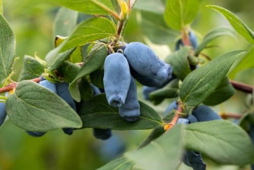 Какие виды ягодных кустов и плодовых кустарников наиболее урожайны. Ягодные кустарники