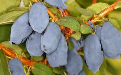 Какие виды ягодных кустов и плодовых кустарников наиболее урожайны. Ягодные кустарники