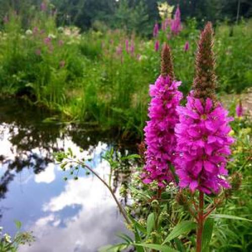 Узнайте о 23 видах ягодных кустов и плодовых кустарников для дачи 22 Узнайте о 23 видах ягодных кустов и плодовых кустарников для дачи 22