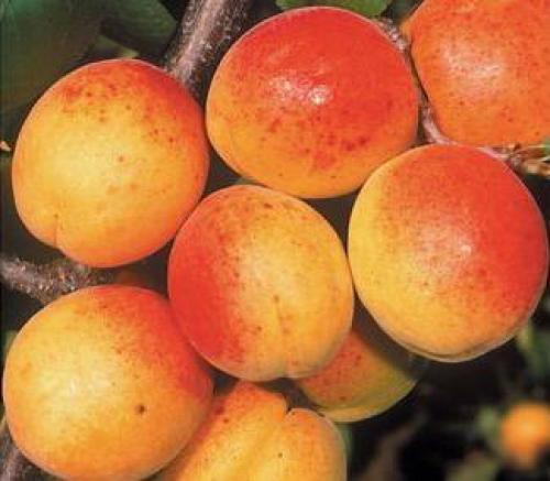 Какие сорта ягодных кустов наиболее хорошо растут в северных регионах России