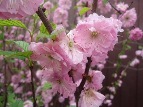 Какие из этих кустов и кустарников наиболее хорошо переносят солнечный свет. Что посадить на солнцепеке: выносливые растения