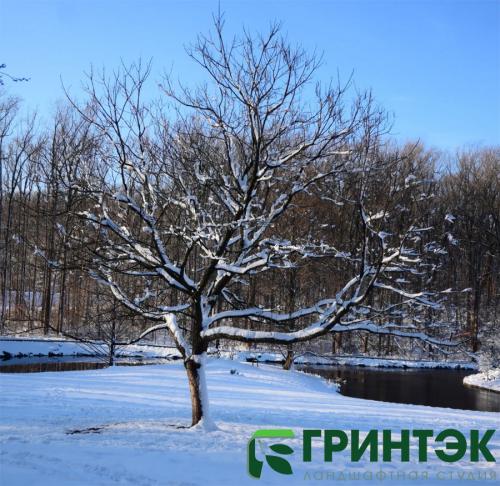 Выбор идеального сорта плодового дерева для вашего сада 01 Выбор идеального сорта плодового дерева для вашего сада 01