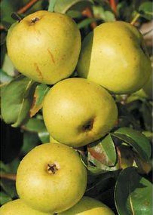 Выбор идеального сорта плодового дерева для вашего сада 08