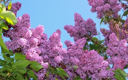 Какие из этих кустов и кустарников наиболее устойчивы к болезням и вредителям. Устойчивы к холоду и вредителям: 10 неприхотливых цветущих кустарников